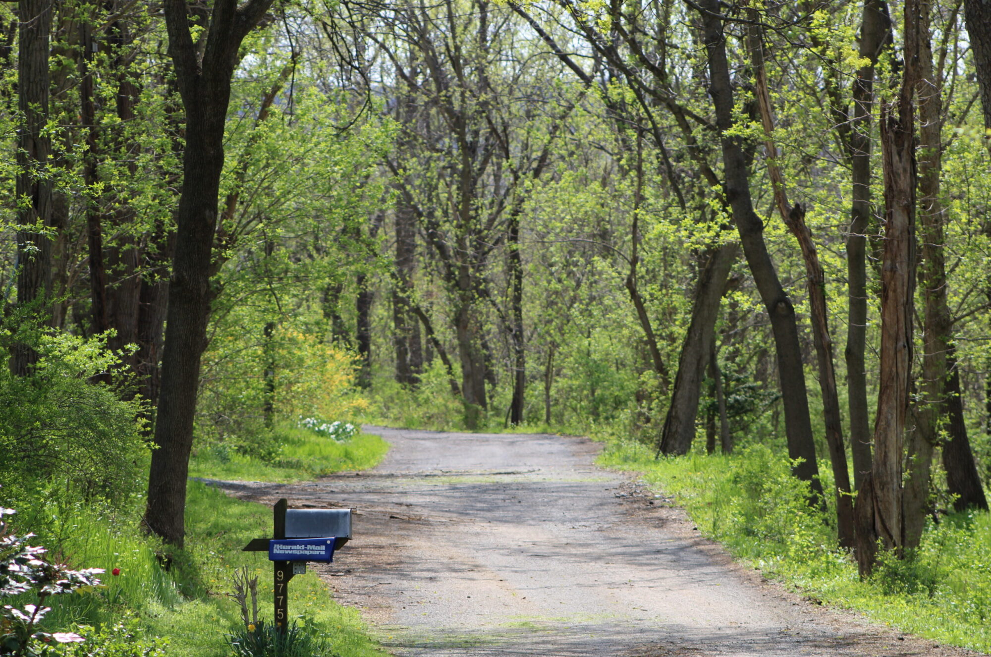 Walking Path in the Woods